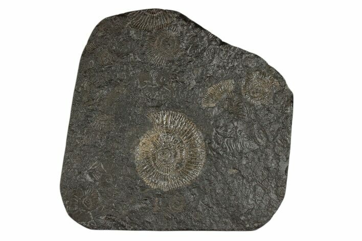 Dactylioceras Ammonite Cluster - Posidonia Shale, Germany #174254
